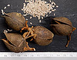 Павловнія шан тонг насіння 50 грамів (близько 200 000 шт) для саджанців + інструкція + подарунок, фото 2