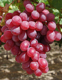 Виноград "Зірки в шоці" (морозостійкий кишмиш)