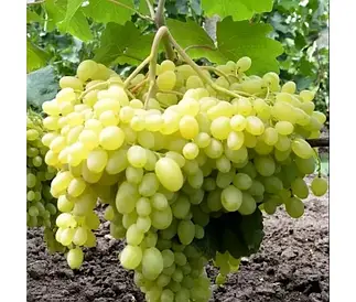 Виноград "Геліодор" (кишмиш сверхраннего терміну дозрівання)
