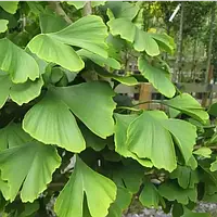 Гінкго білоба ginkgo biloba