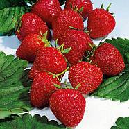 Розсада полуниці Ельвіра (Elvira)(касетна) - дуже рання, солодка, урожайна, фото 2