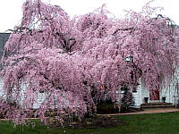 Сакура (Prunus subhirtella Pendula) висота 50см р9