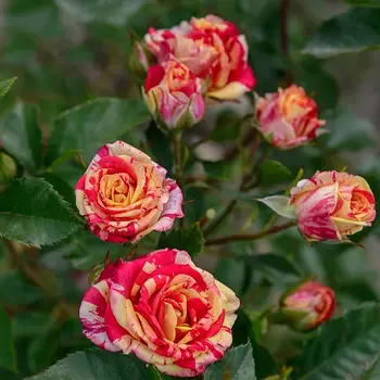 Спрей-рози (дрібноквіткові мультифлора)