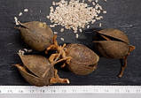 Павловнія кавакамі насіння 10 грамів (приблизно 40 000 шт) для саджанців, фото 2