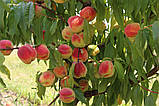 Персик манчьжурський насіння (10 шт) підщепа для саджанців морозостійкий, фото 3
