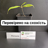 Магнолія бруклінська "Yellow Bird" насіння (5 шт) (Magnolia brooklynensis) жовта морозостійка, фото 5