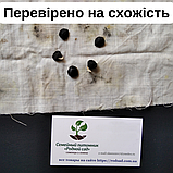 Магнолія Суланжа насіння (10 шт) (Magnolia soulangeana) рожева морозостійка + інструкції + подарунок, фото 8