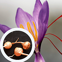 Шафран посівний цибулини 120 шт (Crocus sativus) шафрановий крокус осінній насіння морозостійкий для спеції