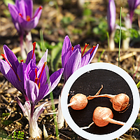 Шафран посевной луковицы 1 кг (Crocus sativus) шафрановый крокус осенний семена морозостойкий для специи
