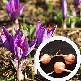 Шафран посівний цибулини 1 кг (Crocus sativus) шафрановий крокус осінній насіння морозостійкий для спеції