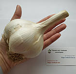 Рокамболь часник іспанський насіння дєтки (20 шт) цибуля-часник гігант гигантський слонячий на посадку, фото 5