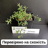 Лаванда насіння 0,1 гр (прибл 100 шт) вузьколиста англійська (Lavándula angustifólia) багаторічна справжня садова колоскова, фото 4