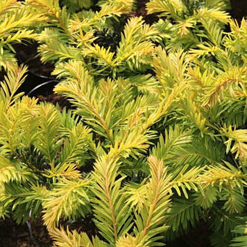 Тіс ягідний Елегантисима (горщик 0,5л)