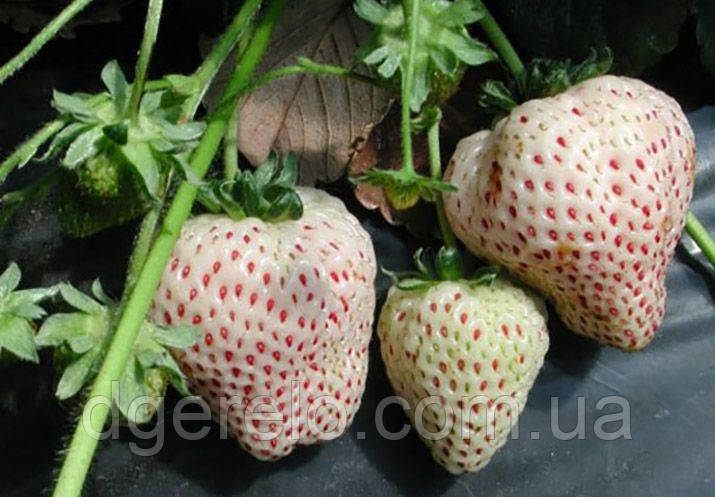 Полуниця біла Анабланка, фото 1