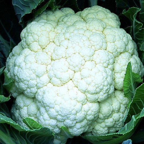 Насіння капусти цвітної Пролісок F1 (0,5г), фото 1