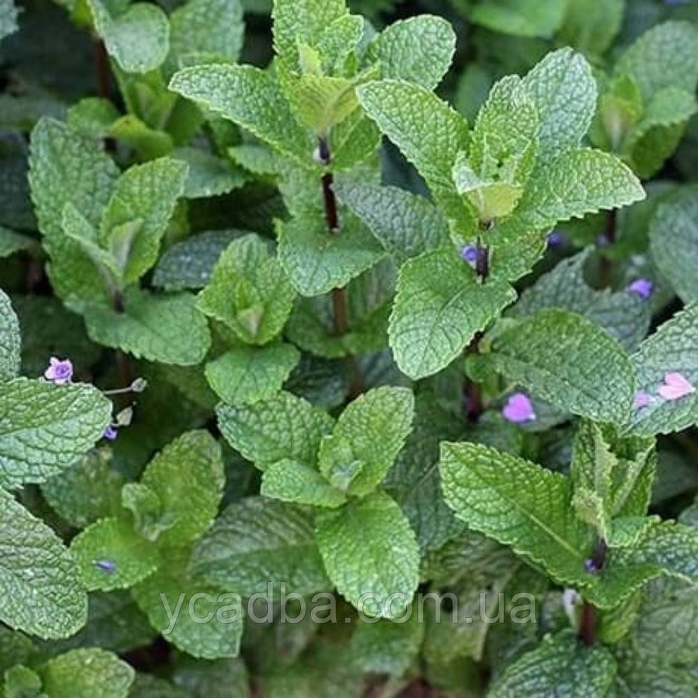 М’ята Мохіто (горщик 0,5л), фото 1