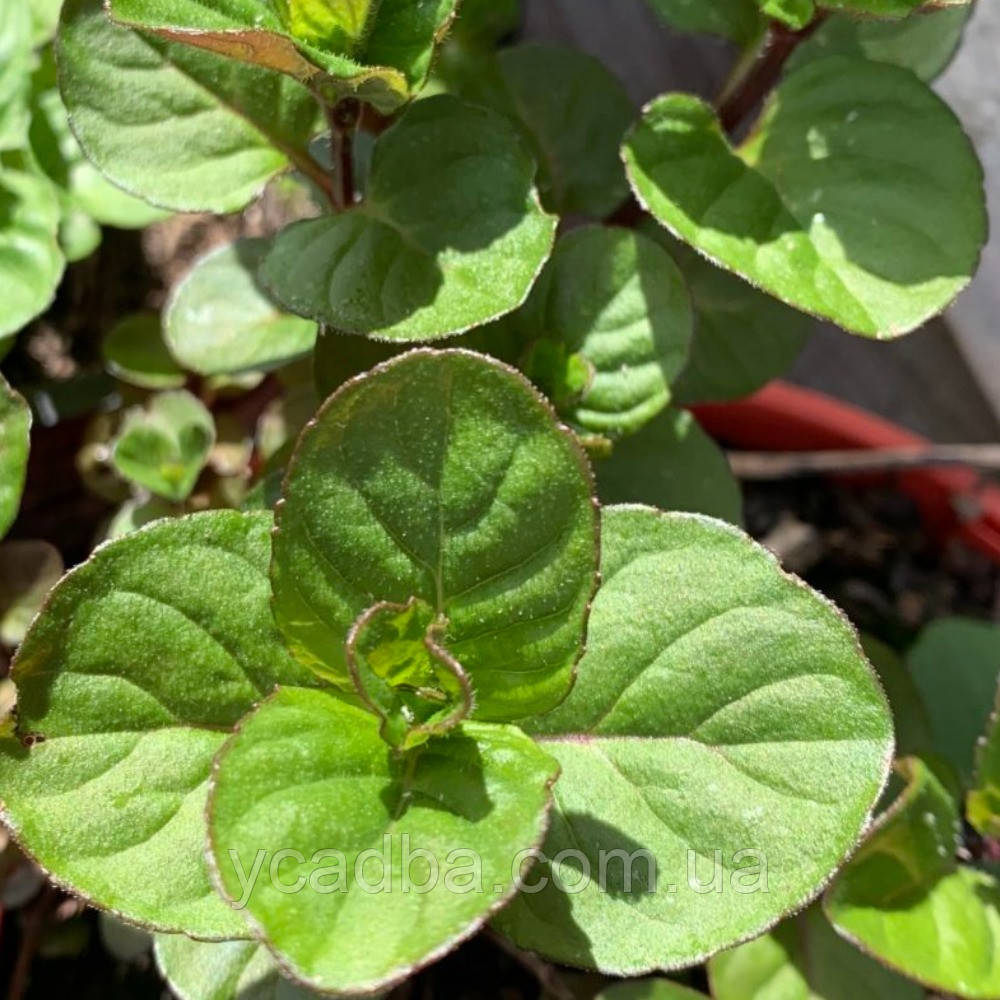 М'ята Мандаринова (горщик 0,5л), фото 1