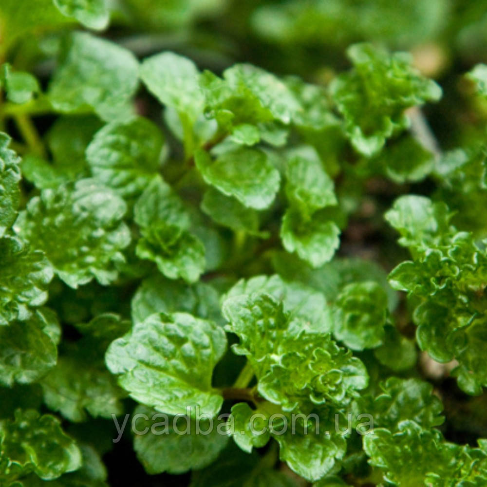 М'ята кучерява Кріспа (горщик 0,5л), фото 1