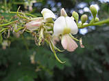 Софора японська насіння (20 шт) (Styphnolobium japonicum) стіфнолобій японська акація медонос, фото 7