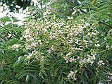 Софора японська насіння (20 шт) (Styphnolobium japonicum) стіфнолобій японська акація медонос, фото 6