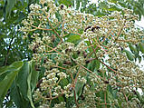 Еводія Деніеля насіння (20 шт) (Tetradium danielliii) тетрадіум Даниеля бджолине медове дерево, фото 5