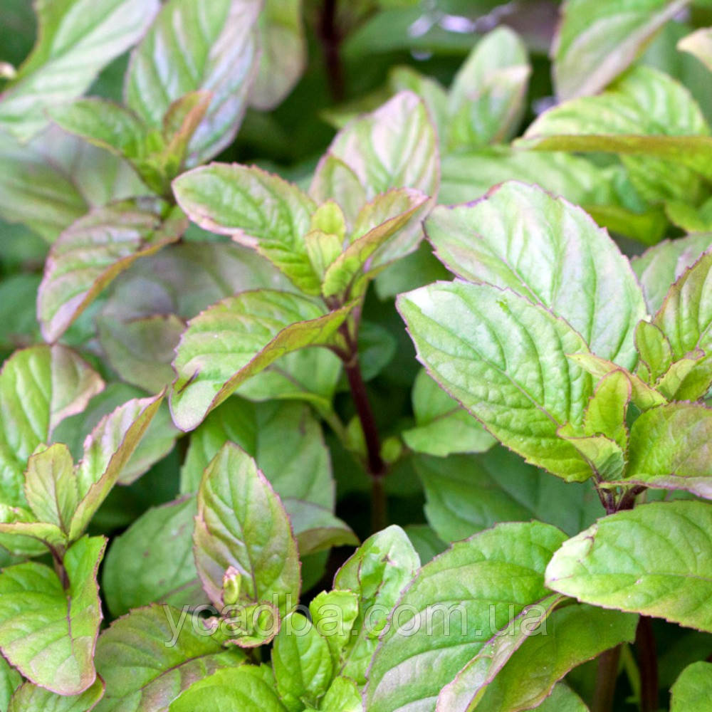 М’ята Апельсинова (горщик 0,5л), фото 1