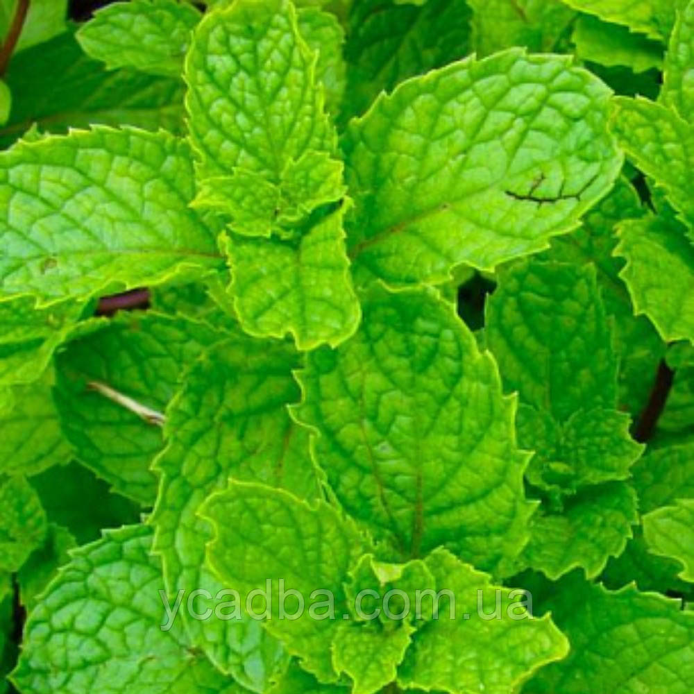 М'ята Гігант яблучна (горщик 0,5л), фото 1