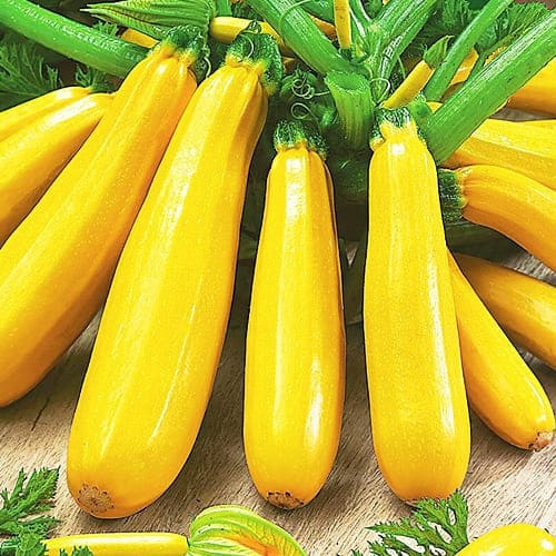 Насіння кабачка-цукіні Золотинка (3г), фото 1