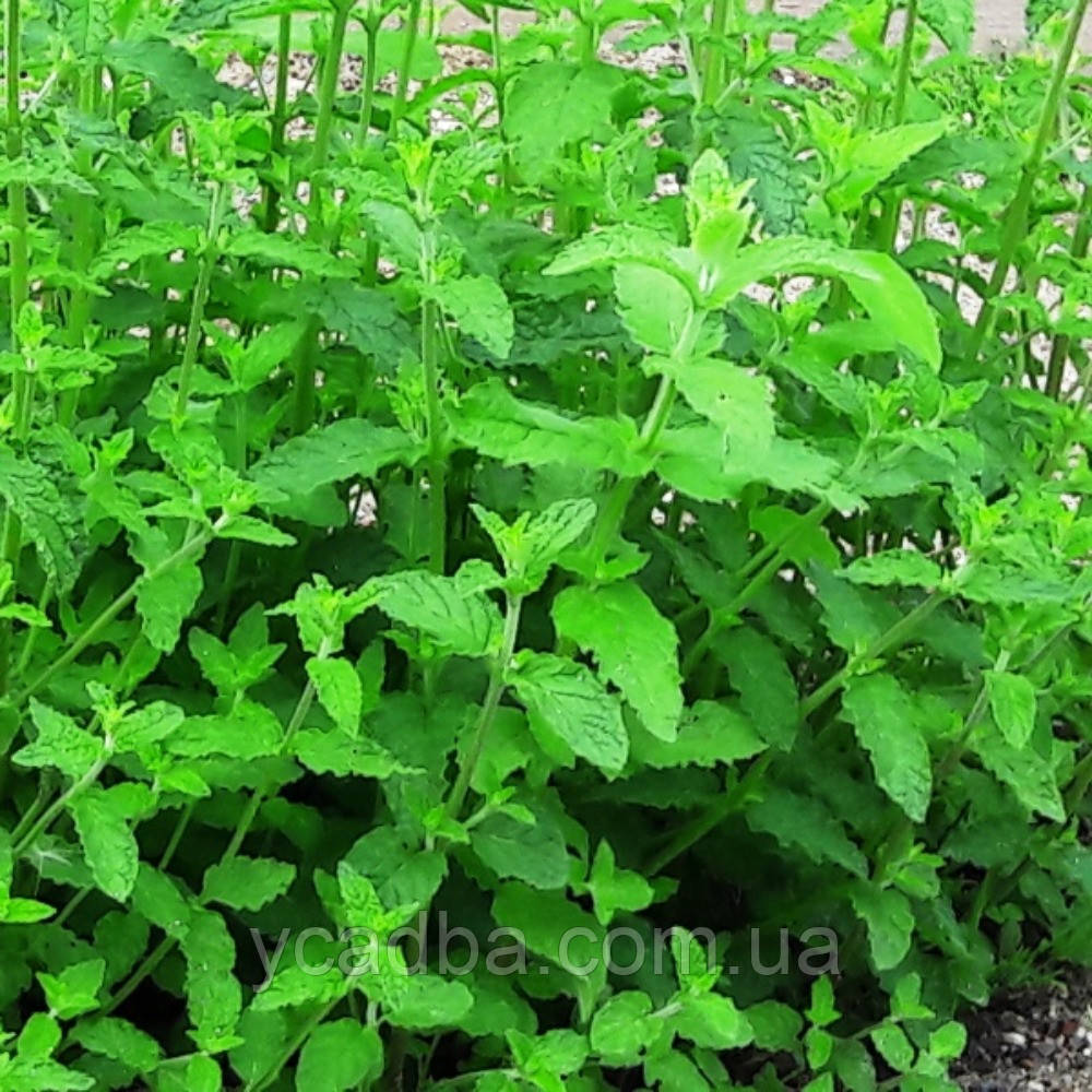 М'ята Сунична (горщик 0,5л), фото 1