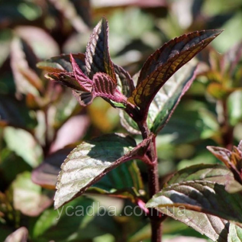 М'ята Шоколадна (горщик 0,5л), фото 1