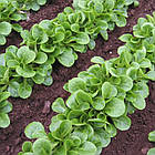 Салат корн Акцент Enza Zaden/Нідерланди 0,3 г, фото 2