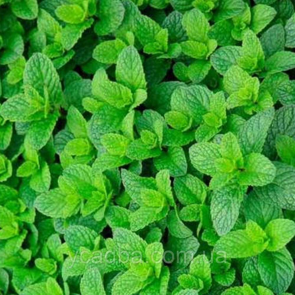 М’ята Ментолова (горщик 0,5л), фото 1