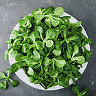 Салат корн Верте де Камбрай Професійне насіння 0,3 г, фото 2