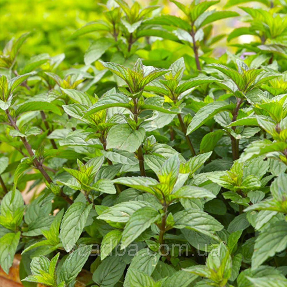 М'ята карамельна (горщик 0,5л), фото 1