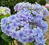 Гортензія великолиста Floria Blue (Флорія Блу) махрово-мереживна р12, фото 5