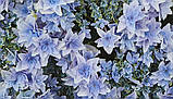 Гортензія великолиста Floria Blue (Флорія Блу) махрово-мереживна 4 рік, фото 5