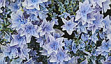 Гортензія великолиста Floria Blue (Флорія Блу) махрово-мереживна р12, фото 6