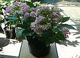 Гортензія великолиста Floria Blue (Флорія Блу) махрово-мереживна р12, фото 4