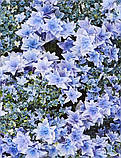 Гортензія великолиста Floria Blue (Флорія Блу) махрово-мереживна 4 рік, фото 6