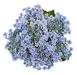 Гортензія великолиста Floria Blue (Флорія Блу) махрово-мереживна 4 рік, фото 2