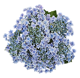 Гортензія великолиста Floria Blue (Флорія Блу) махрово-мереживна р12, фото 3