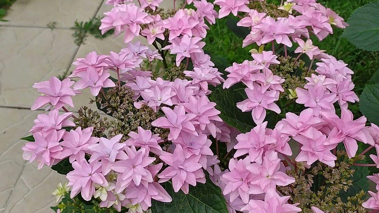 Гортензія великолиста Floria Blue (Флорія Блу) махрово-мереживна р12, фото 1