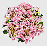 Гортензія великолиста Floria Blue (Флорія Блу) махрово-мереживна р12, фото 4