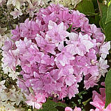 Гортензія великолиста Floria Blue (Флорія Блу) махрово-мереживна р12, фото 2