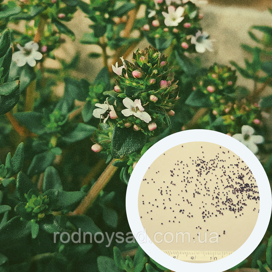Чебрець насіння 0,15 гр. (прибл. 600 шт) (Thymus vulgaris) тим'ян садовий звичайний