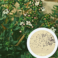 Чабрец семена 0,15 грамм (около 350 шт) (Thymus vulgaris) тимьян садовый обыкновенный
