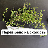 Чебрець насіння 0,15 гр. (прибл. 600 шт) (Thymus vulgaris) тим'ян садовий звичайний, фото 3