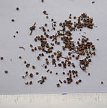 Кохія насіння 0,5 грами (прибл. 350 шт) (Bássia scopária) літній кипарис бассія кіпарисова однорічна, фото 2