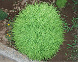 Кохія насіння 0,5 грами (прибл. 350 шт) (Bássia scopária) літній кипарис бассія кіпарисова однорічна, фото 4