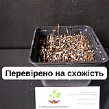 Кохія насіння 0,5 грами (прибл. 350 шт) (Bássia scopária) літній кипарис бассія кіпарисова однорічна, фото 5